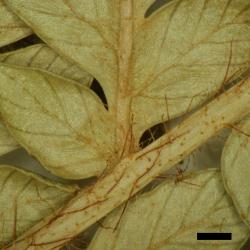 Dicksonia lanata subsp. hispida: abaxial surface of sterile frond showing uniformly distributed, fine, pale brown hairs interspersed with rigid, red-brown hairs. Scale bar = 1 mm.
 Image: L.R. Perrie © Te Papa 2014 CC BY-NC 3.0 NZ